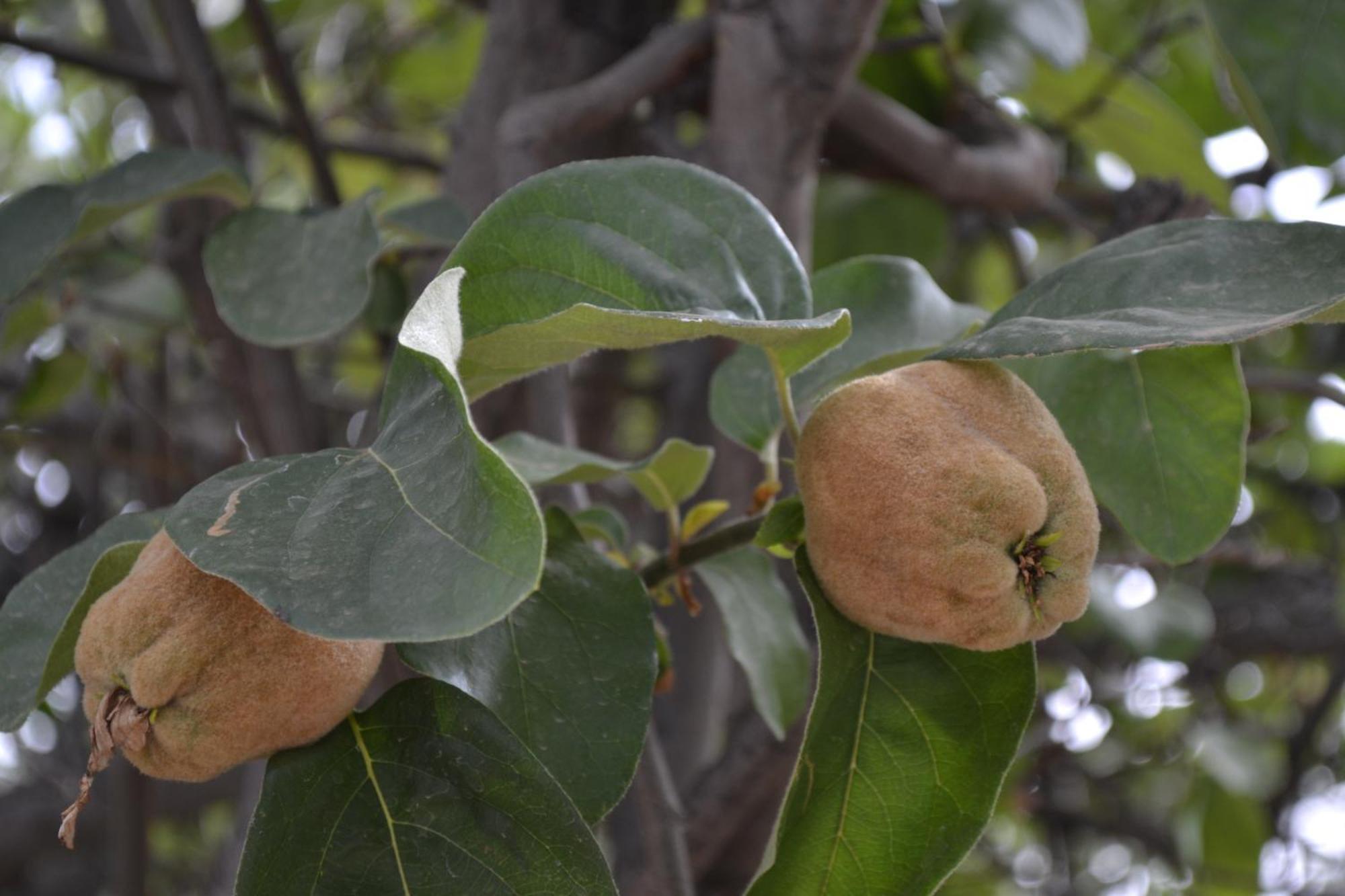 אואירגאנה Villa Quince מראה חיצוני תמונה